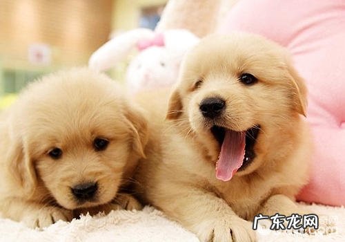 金毛狗狗有什么疑难问题