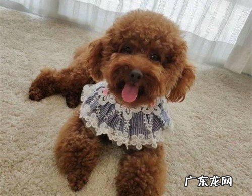 七个月小泰迪便秘