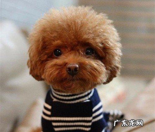 七个月小泰迪便秘