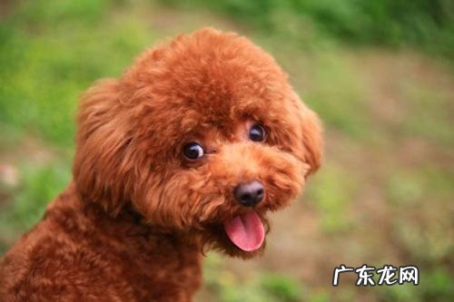 七个月小泰迪便秘