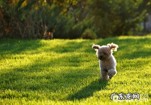 狗狗误食化肥该怎么办