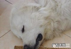 狗狗误食化肥该怎么办