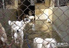 狗流感是不是会对人造成危害