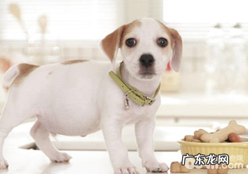 狗流感是不是会对人造成危害