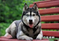 小狗腿瘸了吃什么有益于恢复