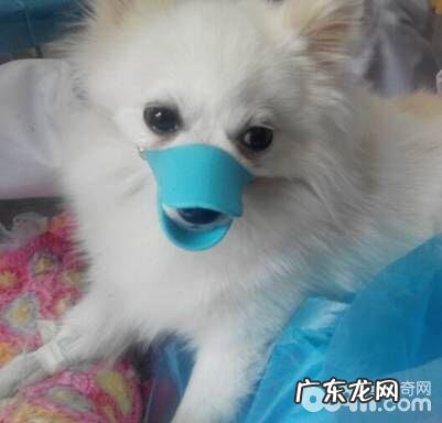 一例犬咬到病例分析