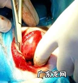 一例犬咬到病例分析