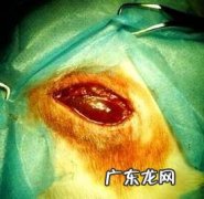 一例犬咬到病例分析