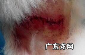 一例犬咬到病例分析