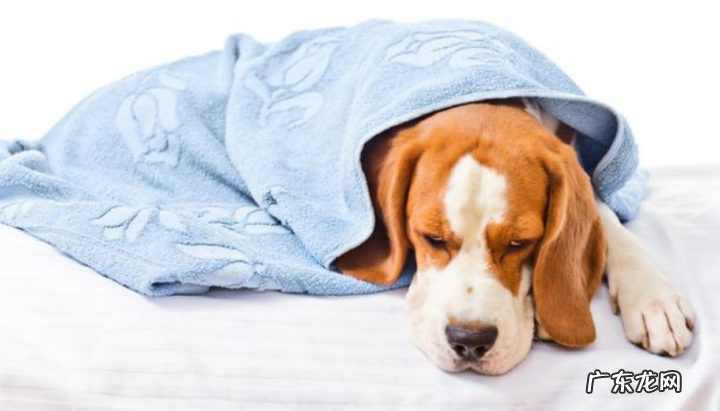 狗狗发烧发烧感冒打二天针可以了吗