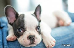 狗狗发烧发烧感冒打二天针可以了吗