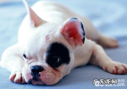 小狗为何吸气变宽