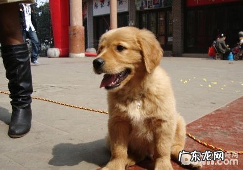 小狗为何吸气变宽