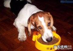 对小狗吃料、咬合、咽下的查验