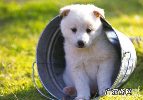 小狗血夜裂头蚴传染性疾病有哪些伤害