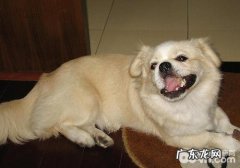 小狗血夜裂头蚴传染性疾病有哪些伤害