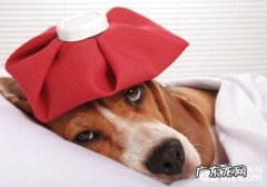 小狗有什么种类的发烫