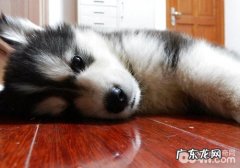 【诊疗攻略大全】怎样为小狗清洁灌肠