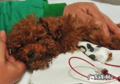 小狗静脉注射会出現什么不良反应