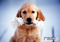 根据狗狗咳嗽对一些病症的分辨