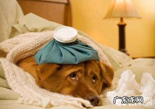 根据狗狗咳嗽对一些病症的分辨