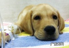 小狗静脉注射时的常见故障及解决方案