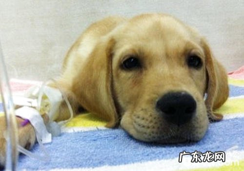 小狗静脉注射时的常见故障及解决方案