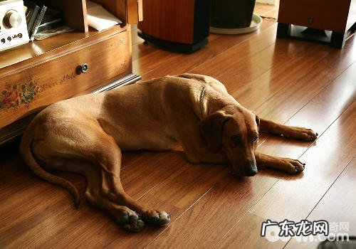 小狗背痛的原因及有关医治