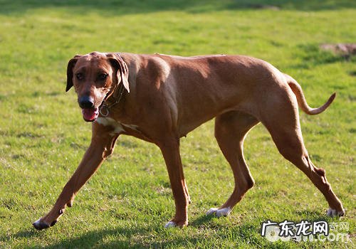 小狗背痛的原因及有关医治