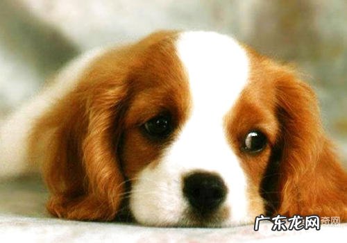 小狗常落泪该怎么办