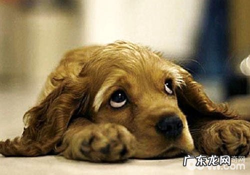 小狗常落泪该怎么办