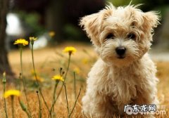 小狗排便中寄生虫卵的查验方式