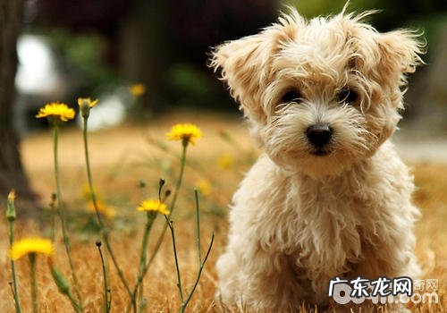 小狗排便中寄生虫卵的查验方式