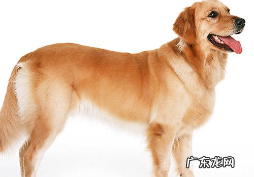 【诊疗攻略大全】怎么知道狗狗咳嗽的特性