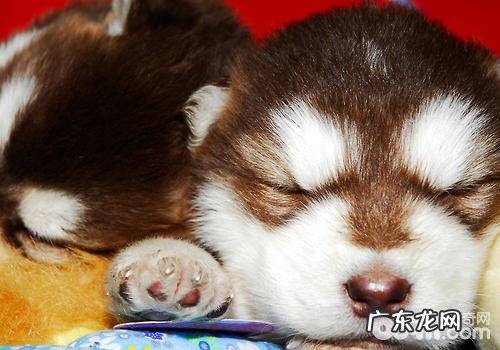 【诊疗攻略大全】怎么知道狗狗咳嗽的特性