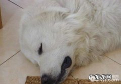 狗狗误食了耗子药该怎么办