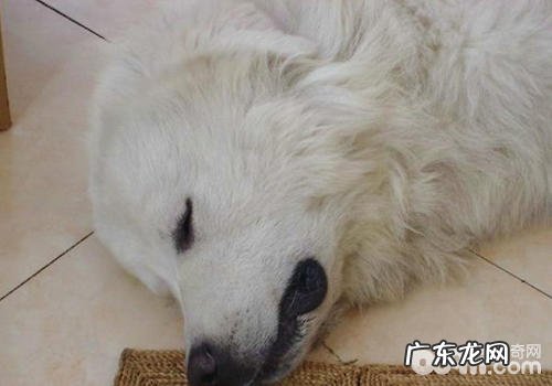 狗狗误食了耗子药该怎么办