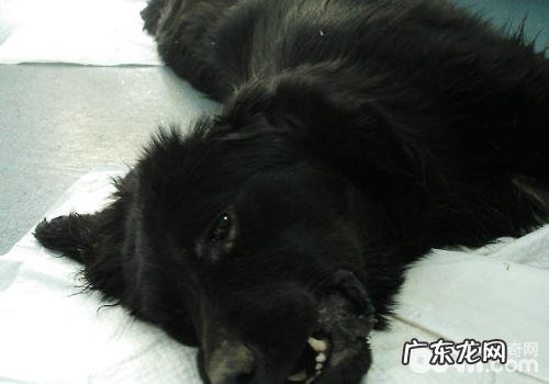 狗狗误食了耗子药该怎么办