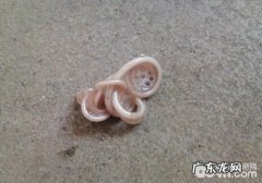 小狗不一样缘故反胃的解决