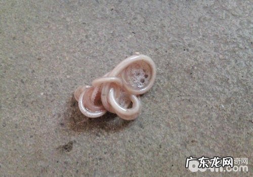 小狗不一样缘故反胃的解决