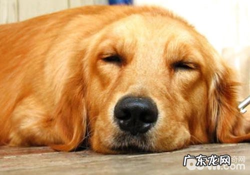 小狗不一样缘故反胃的解决