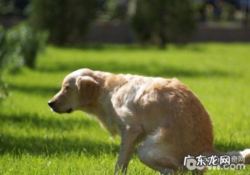 怎样对小狗的排便开展查验