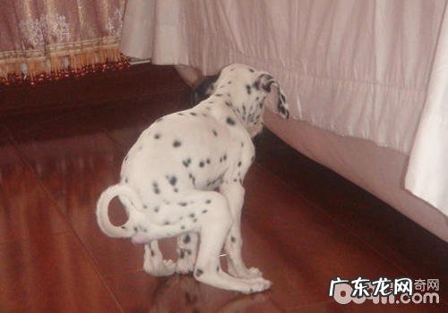 怎样对小狗的排便开展查验