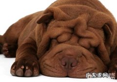 【诊疗攻略大全】如何给小狗直肠给药