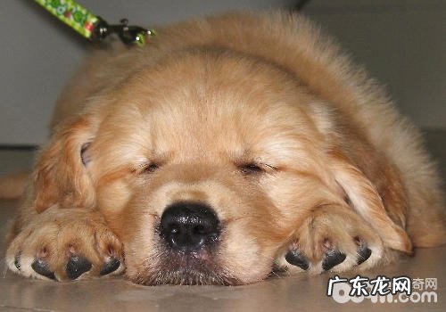 小狗鼻液的查验