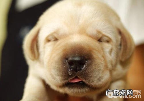 小狗鼻液的查验