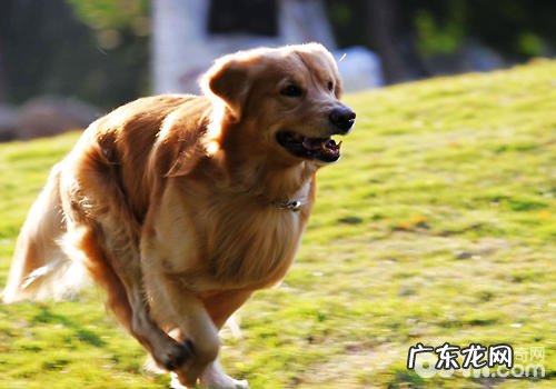 怎样从运动状态分辨小狗是不是身心健康