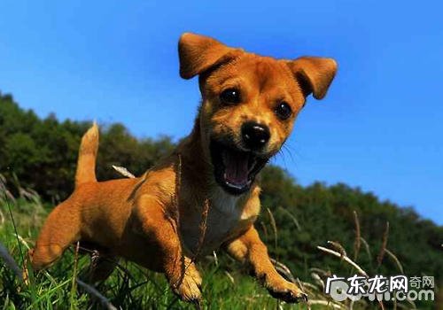 怎样从运动状态分辨小狗是不是身心健康