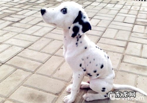 小狗膀胱结石的解决及防止