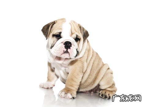 小狗膀胱结石的解决及防止